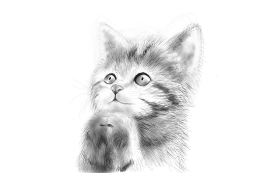 水墨画 猫の描き方の注意点と意識すること 白と黒の世界