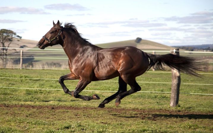 叩かれないと走らない馬はタダの馬だ 離婚した借金持ちの過去と現在と未来と