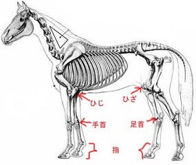 水墨画 馬の描き方の注意点と意識すること リアルな馬を描こう 白と黒の世界